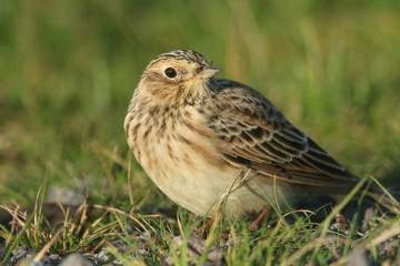 A beautiful Skylark (Alauda arvensis) perched on the ground in a meadow.