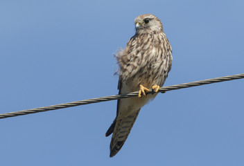 A beautiful Kestrel (Falco tinnunculus) perched on a wire.	