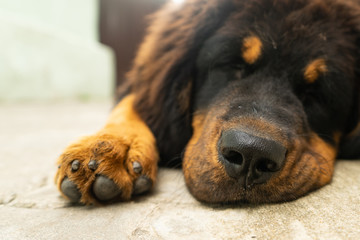 Puppy Tibetan Mastiff resting after a tiring walk. Dog portrait