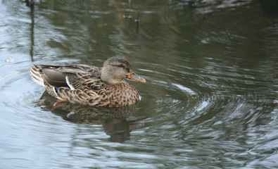 A pretty female Mallard Duck (Anas platyrhynchos) swimming on a lake.	