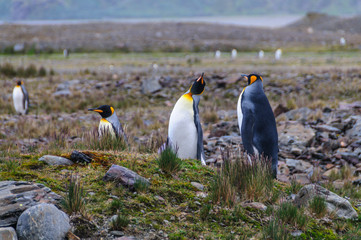 Three King Penguins at Fortuna Bay