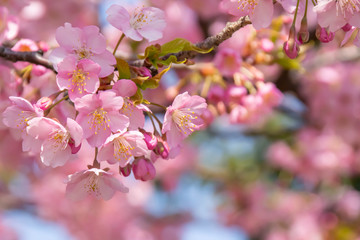 早咲きの河津桜'のクローズアップ