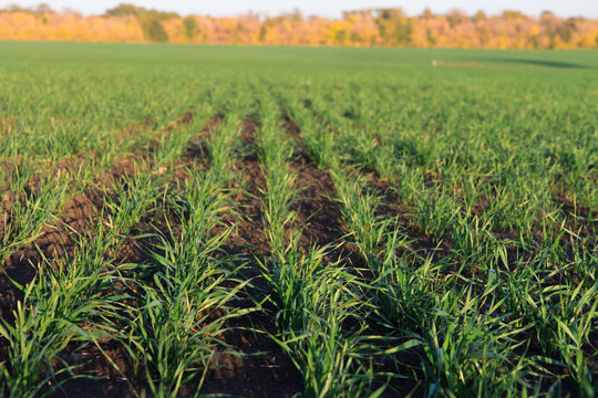 young shoots of winter wheat in spring green field