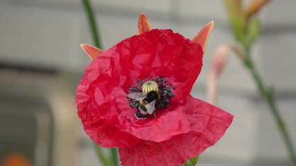 bumblebee on red poppy in the nature