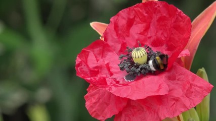 bumblebee on red poppy in the nature