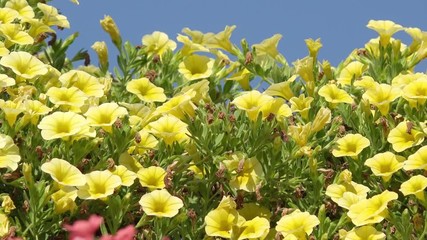 yellow summer flowers in the nature