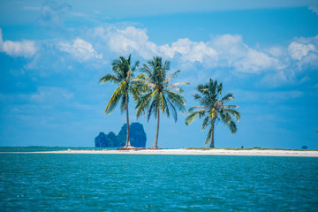 Coconut trees on white sand beaches in Thailand