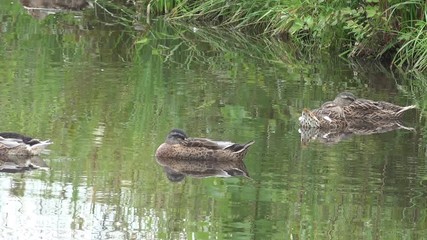 mallard swimming in the pond