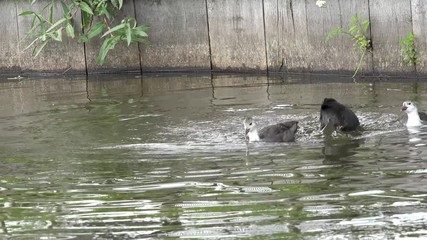 coot and small coot dive after feed