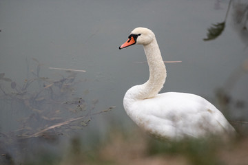 Schwan Schwäne