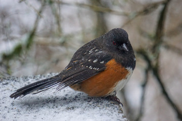 Spotted Towhee Winter at Stanley Park