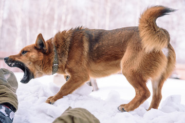 The dog is playing in the snow. Red dog running in the snow. Playful dog. A pet plays outside in the winter.