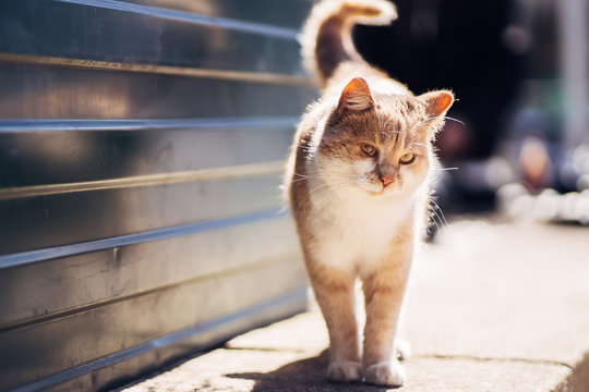 Photo of walking unhappy ginger homeless cat with sicked eye.