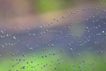 Spider-web with rain  drops near Kuranda in Tropical North Queensland, Australia