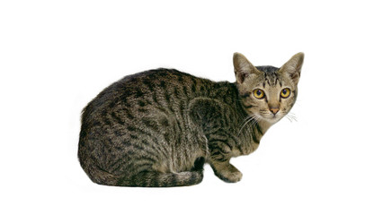 Cats on a white background. Cats are mammals. The family originated from the Siberian tiger. Which has a body range from the nose to the tail end, about forty centimeters long