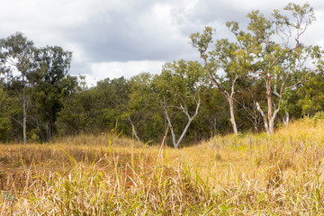 Eucalyptus trees and dry grass on the Atherton Tablelands in Tropical North Queensland, Australia