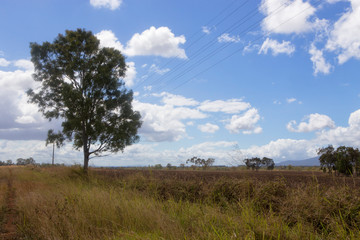 Fototapeta premium Tree near a field on the Atherton Tablelands in Tropical North Queensland, Australia