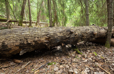 Large aspen trunk in forest, important habitat for many different species