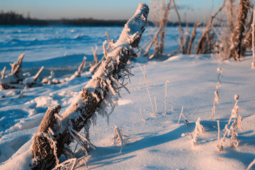 Naklejka premium the tree is covered with frost