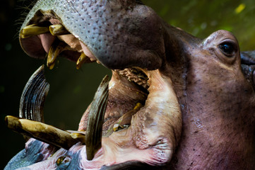 Hippo eating 