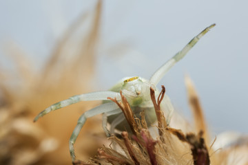 Goldenrod crab spider, Misumena vatia on thistle, macro photo