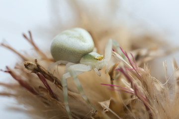 Goldenrod crab spider, Misumena vatia on thistle, macro photo