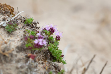 Closeup of  breckland Thyme, Thymus serpyllum growing among sand