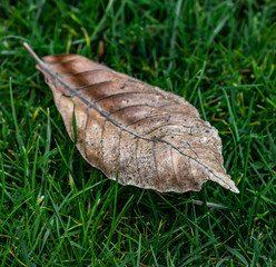 Withered leaf in the grass