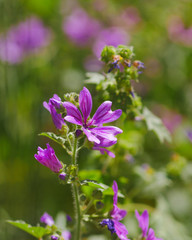 wild violet flower closeup in the meadows, strong bokeh