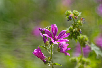 Fototapeta na wymiar wild violet flower closeup in the meadows, strong bokeh