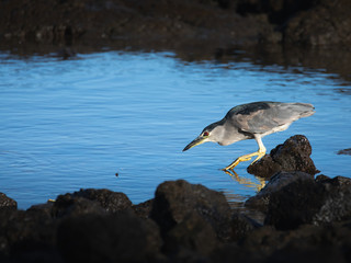 A black-crowned night heron standing on a rock.