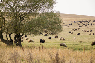 Fototapeta na wymiar Many animals sheep grazing in the field. Farm with sheep. New breed of sheep.