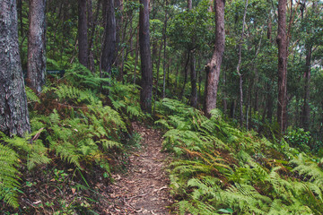 path in the forest