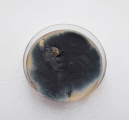 grown up Aspergillus fumigatus on petri dish