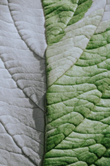 The texture of a green white leaf with veins is similar to the skin of reptiles. Contrast light.