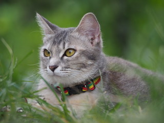 portrait of a beautiful cat