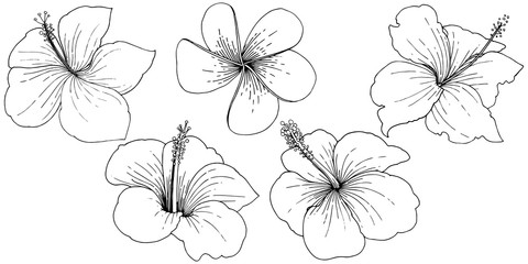 Vector Hibiscus floral tropical flowers. Black and white engraved ink art. Isolated hibiscus illustration element.
