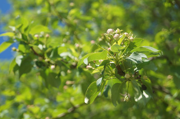 blooming apple tree in the park