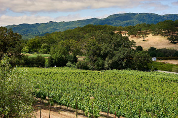 Fototapeta na wymiar view overlooking vineyards with trees in the background