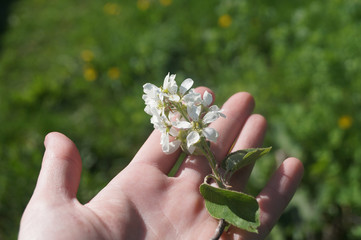 Butterfly on a flowering branch