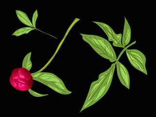 Vector Red Peony floral botanical flower. Red and green engraved ink art. Isolated peony illustration element.