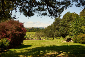 A view through the trees to the vineyard