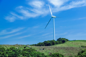 風力発電と牛の放牧