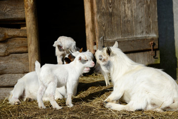 Naklejka na ściany i meble white goats and goat kid on straw in front of shed
