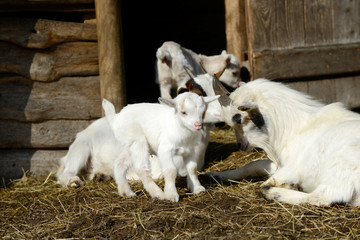 white goats and goat kid  on straw in front of shed