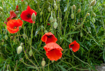 red poppy flowers