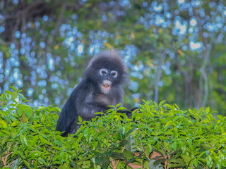 Portrait a cute Dusky Langur animal wildlife feeding green leaves on top tree.