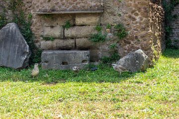 Italy, Rome, Roman Forum, birds on green grass