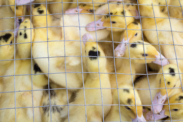 Flock brood of yellow ducklings birds crowd in cage