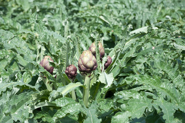 Organic Artichoke field